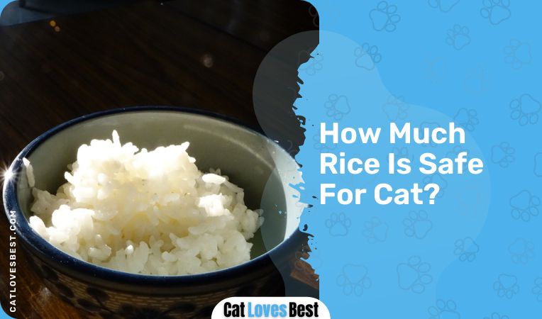 How Much Rice Is Safe For Cats