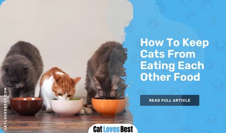 How To Keep Cats From Eating Each Other Food