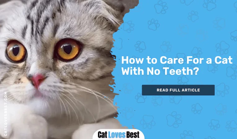How to Care For a Cat With No Teeth