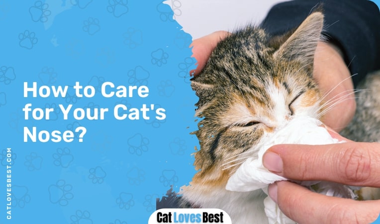 How to Care for Your Cats Nose
