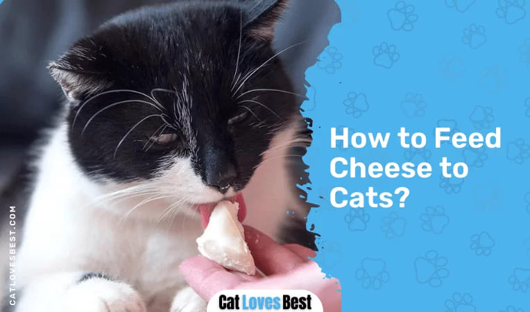 How to Feed Cheese to Cats
