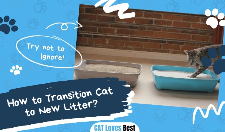 How to Transition Cat to New Litter