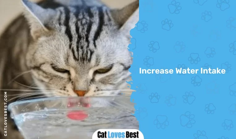 Increase Water Intake