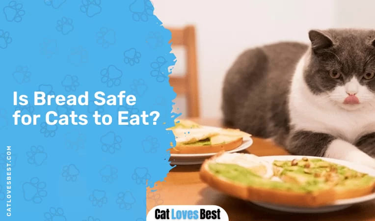 Is Bread Safe for Cats to Eat