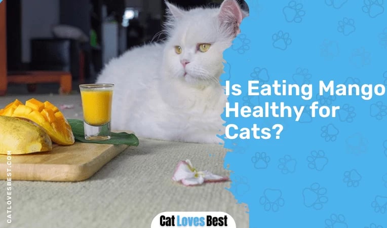 Is Eating Mango Healthy for Cats