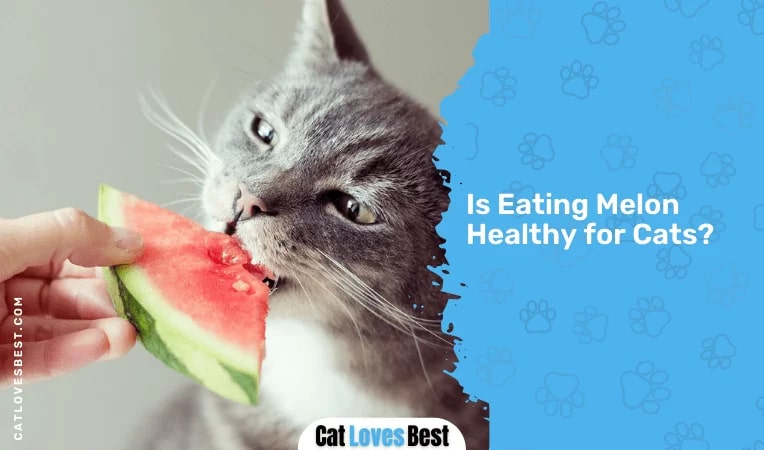 Is Eating Melon Healthy for Cats