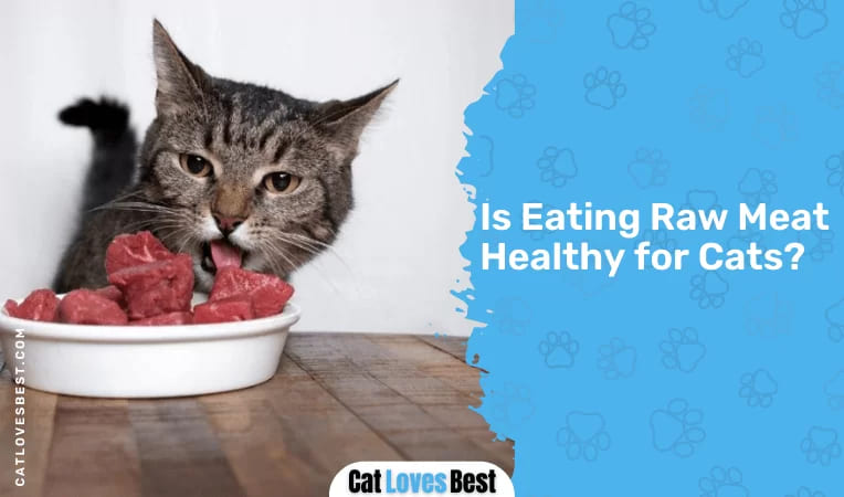 Is Eating Raw Meat Healthy for Cats