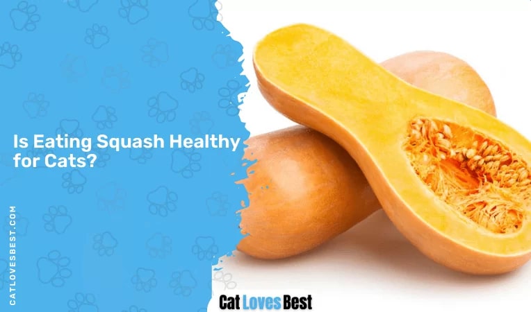 Is Eating Squash Healthy for Cats