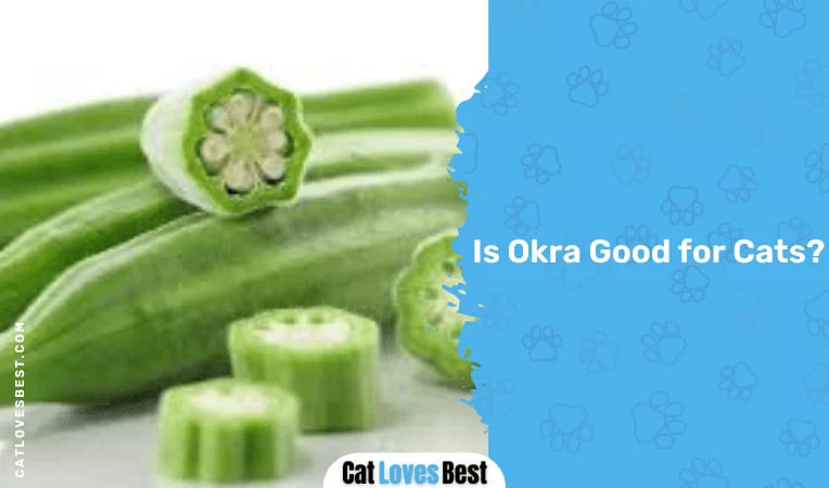 Is Okra Good for Cats