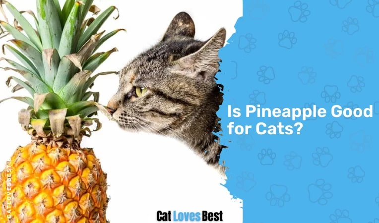 Is Pineapple Good for Cats