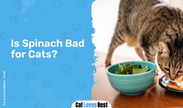 Is Spinach Bad for Cats