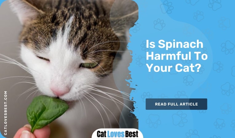 Is Spinach Harmful To Your Cat