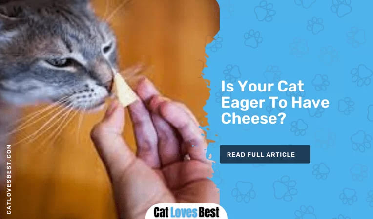  Is Your Cat Eager To Have Cheese