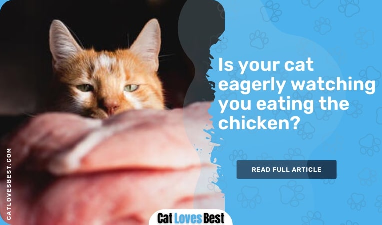 Is your cat eagerly watching you eating the chicken