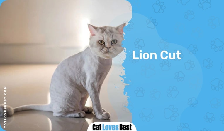 Lion Cut