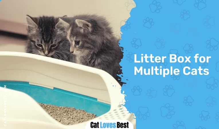  Litter Box for Multiple Cats