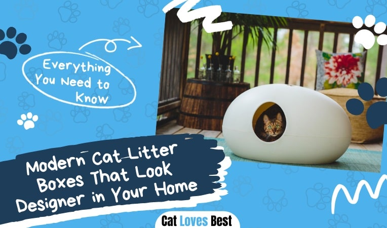 Modern Cat Litter Boxes That Look Designer in Your Home