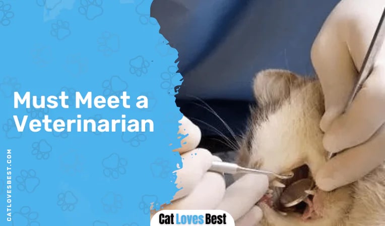 Must Meet a Veterinarian