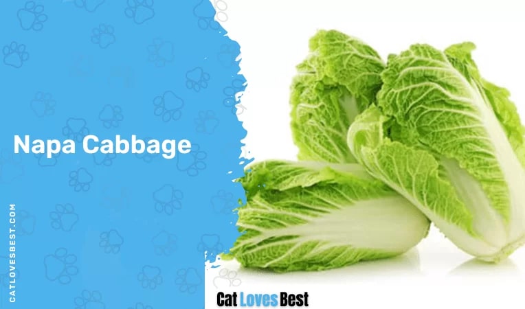 Napa Cabbage