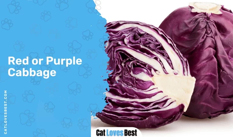 Red or Purple Cabbage