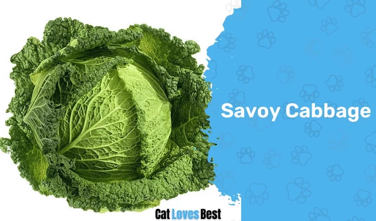 Savoy Cabbage