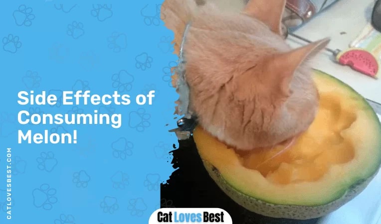 Side Effects of Consuming Melon