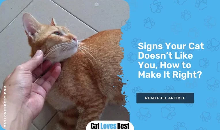  Signs Your Cat Doesn't Like You