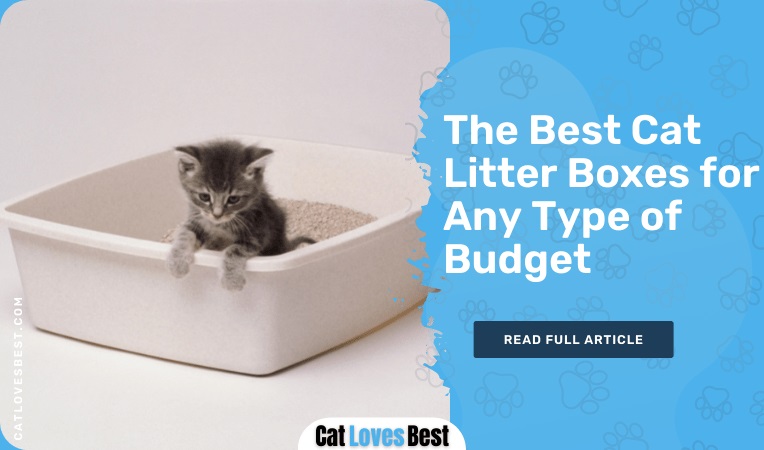 The Best Cat Litter Boxes for Any Type of Budget