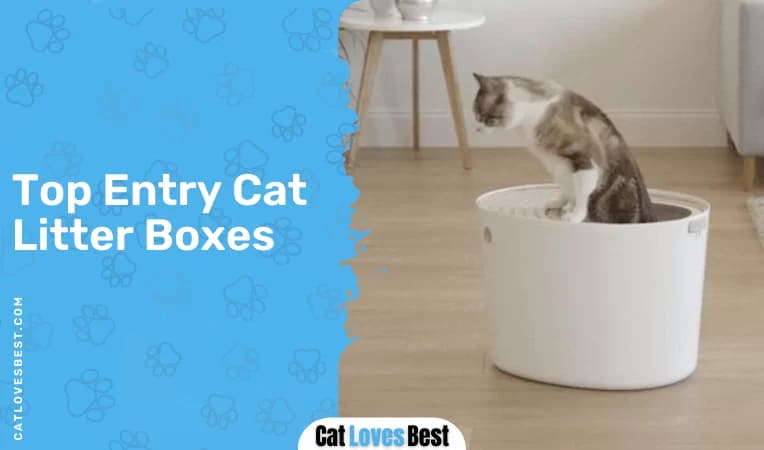 Top Entry Cat Litter Boxes