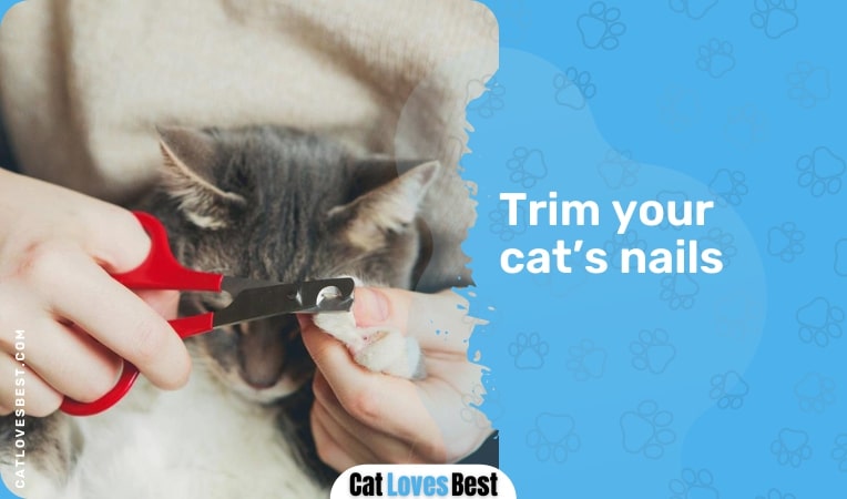 Trim your cats nails