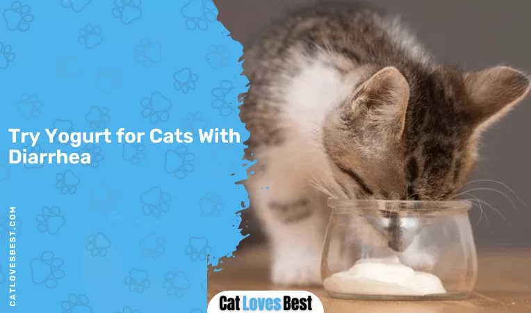 Try Yogurt for Cats With Diarrhea