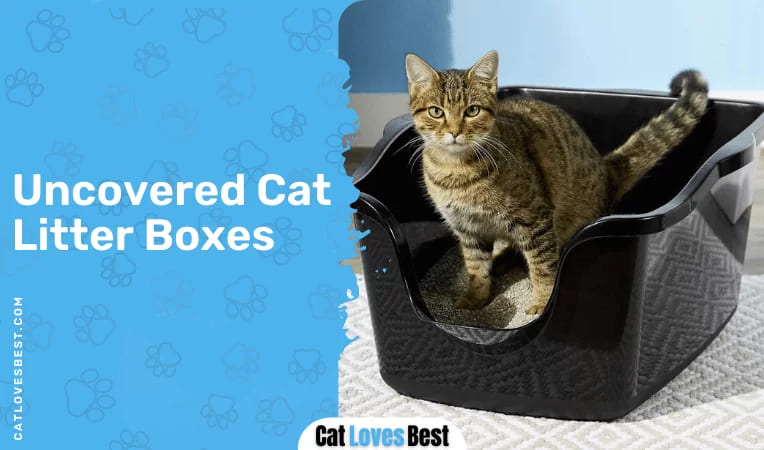 Uncovered Cat Litter Boxes