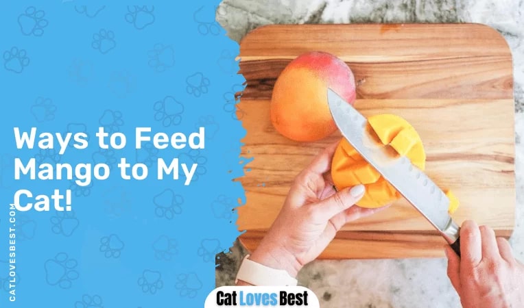 Ways to Feed Mango to My Cat