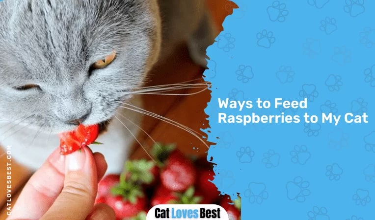 Ways to Feed Raspberries to My Cat