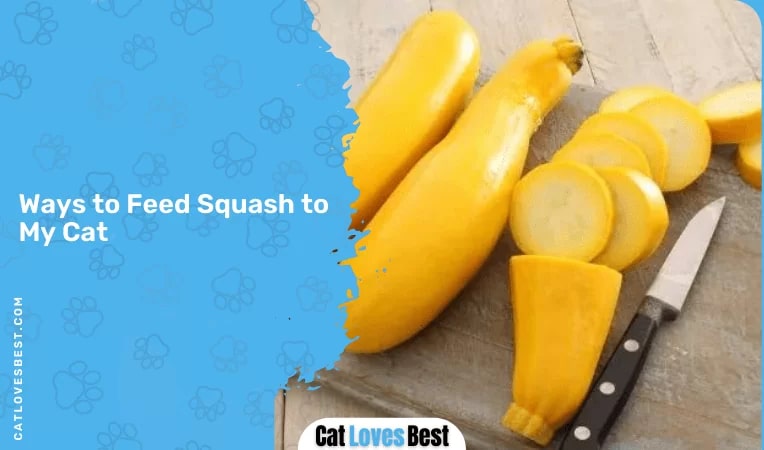 Ways to Feed Squash to My Cat.