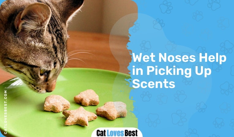 Wet Noses Help in Picking Up Scents
