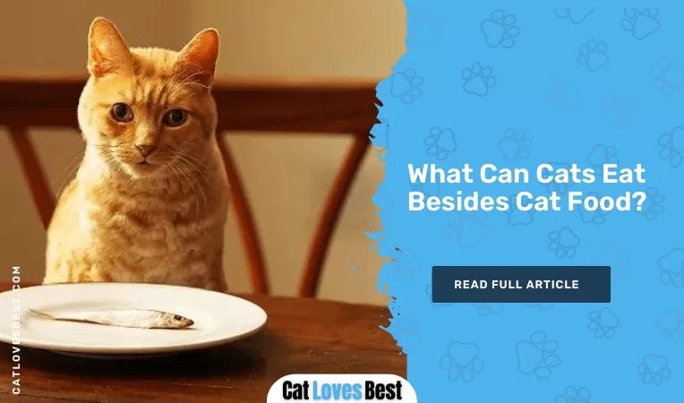 What Can Cats Eat Besides Cat Food