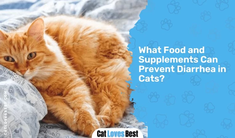 What Food and Supplements Can Prevent Diarrhea in Cats