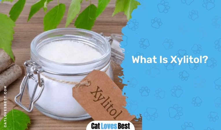 What Is Xylitol