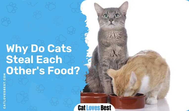 Why do cats steal Each others food