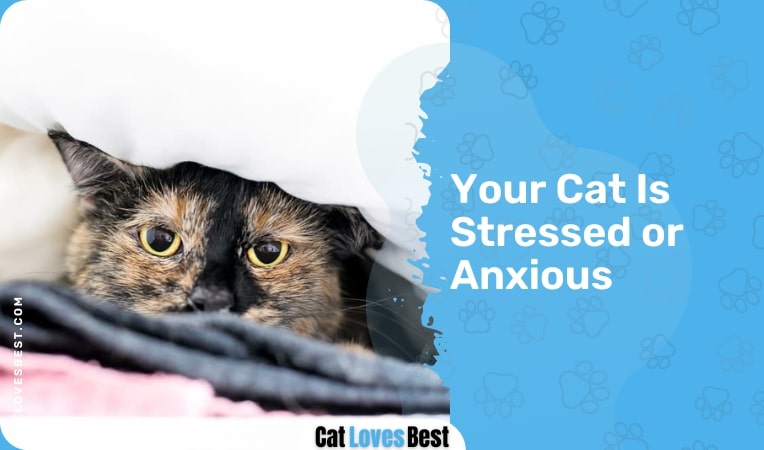 Your Cat Is Stressed