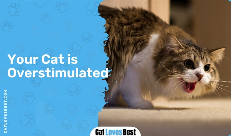 Your Cat is Overstimulated