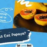 Can Cat Eat Papaya