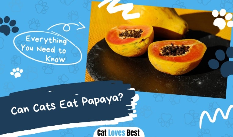 Can Cat Eat Papaya