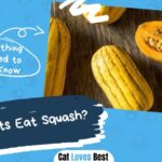 Can Cat Eat Squash