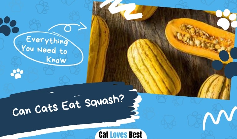 Can Cat Eat Squash