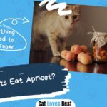 can cats eat apricot