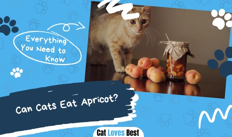 can cats eat apricot