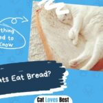 Can Cats Eat Bread