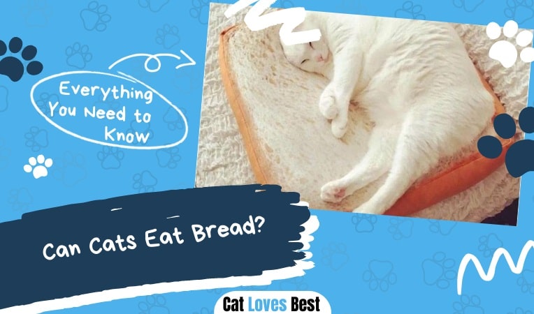 Can Cats Eat Bread